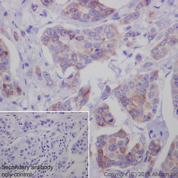 Immunohistochemistry (Formalin/PFA-fixed paraffin-embedded sections) - Anti-Bim antibody [Y36] - BSA and Azide free (AB170589)