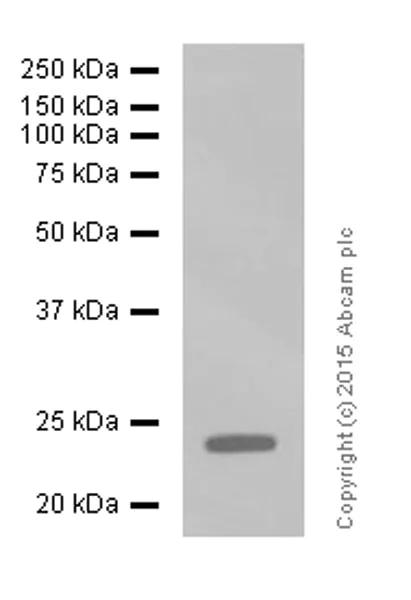 Western blot - Anti-Bim antibody [Y36] - BSA and Azide free (AB170589)