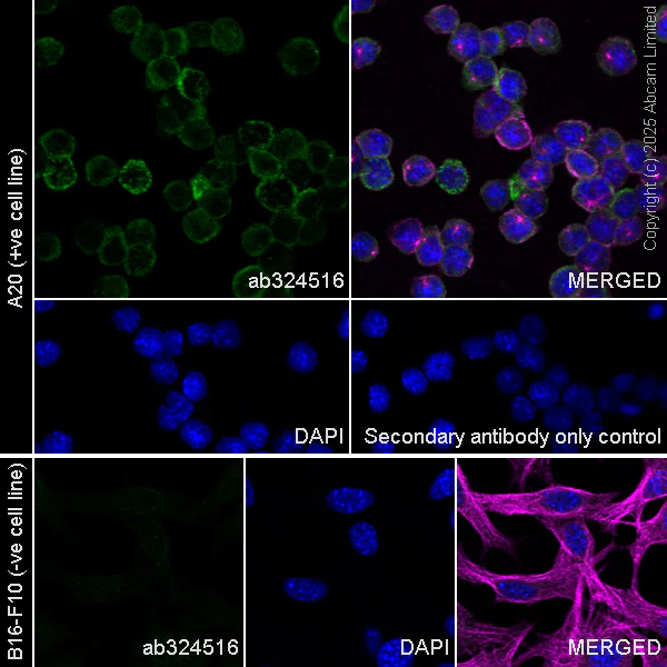 Immunocytochemistry/ Immunofluorescence - Anti-Bim antibody [Y36] - Mouse IgG2a (Chimeric) - BSA and Azide free (AB324661)
