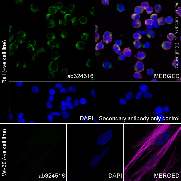 Immunocytochemistry/ Immunofluorescence - Anti-Bim antibody [Y36] - Mouse IgG2a (Chimeric) - BSA and Azide free (AB324661)