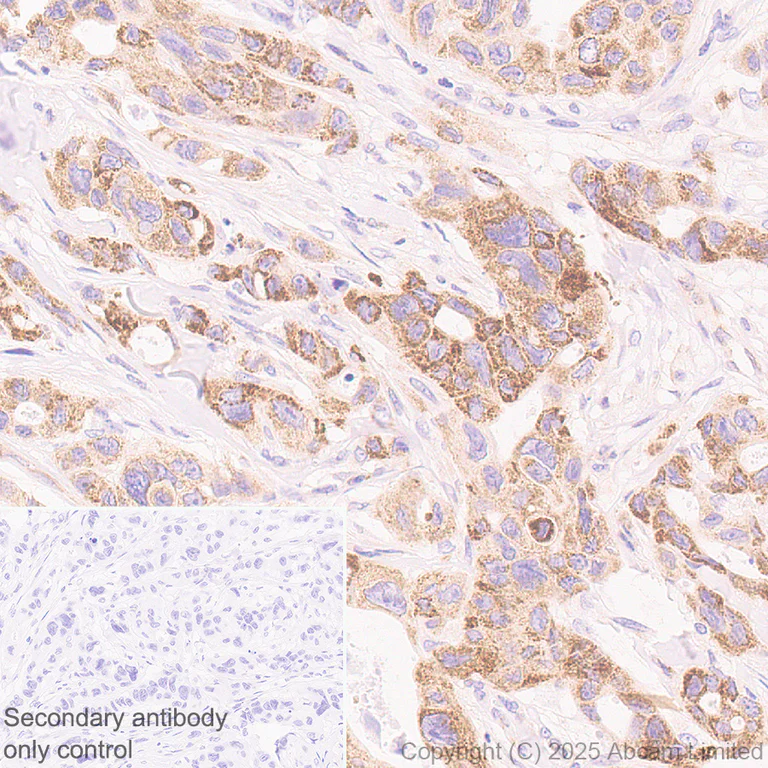 Immunohistochemistry (Formalin/PFA-fixed paraffin-embedded sections) - Anti-Bim antibody [Y36] - Mouse IgG2a (Chimeric) - BSA and Azide free (AB324661)