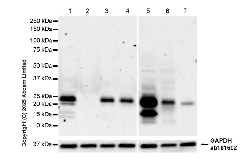 Western blot - Anti-Bim antibody [Y36] - Mouse IgG2a (Chimeric) - BSA and Azide free (AB324661)