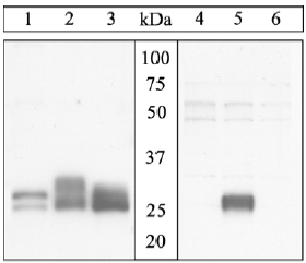 Western blot - Anti-Bim (phospho S65) antibody (AB17935)