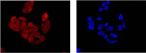 Immunocytochemistry/ Immunofluorescence - Anti-BIN1 antibody [EPR13463-25] - BSA and Azide free (AB226006)