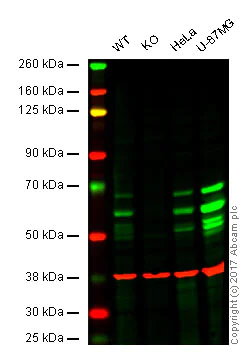 Western blot - Anti-BIN1 antibody [EPR13463-25] - BSA and Azide free (AB226006)