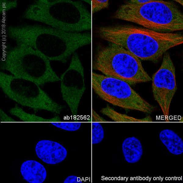 Immunocytochemistry/ Immunofluorescence - Anti-BIN1 antibody [EPR13463] (ab182562), expandable thumbnail