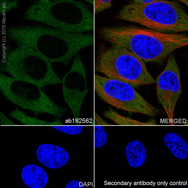 Immunocytochemistry/ Immunofluorescence - Anti-BIN1 antibody [EPR13463] (AB182562)