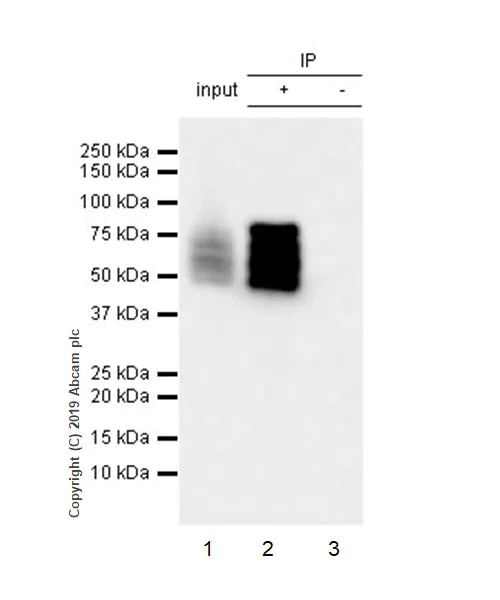 Immunoprecipitation - Anti-BIN1 antibody [EPR13463] (AB182562)