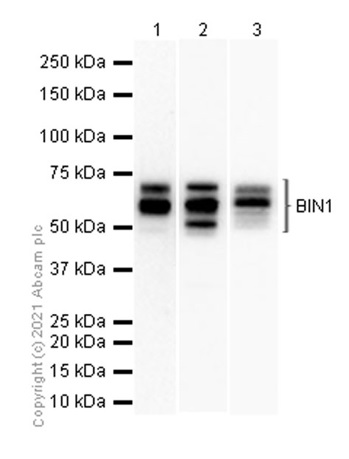 Western blot - Anti-BIN1 antibody [EPR13463] (AB182562), expandable thumbnail