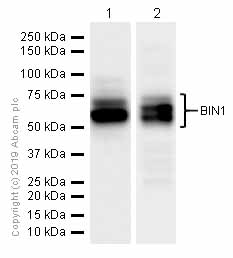 Western blot - Anti-BIN1 antibody [EPR13463] (AB182562), expandable thumbnail