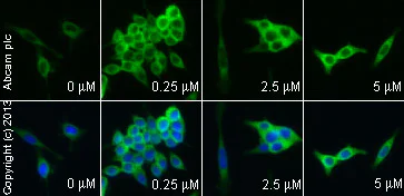 Immunocytochemistry/ Immunofluorescence - BIO, GSK3 inhibitor; cell-permeable (AB120891)