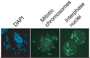 Immunocytochemistry/ Immunofluorescence - Biotin Anti-5-methylcytosine (5-mC) antibody [5MC-CD] - Azide free (AB179914)