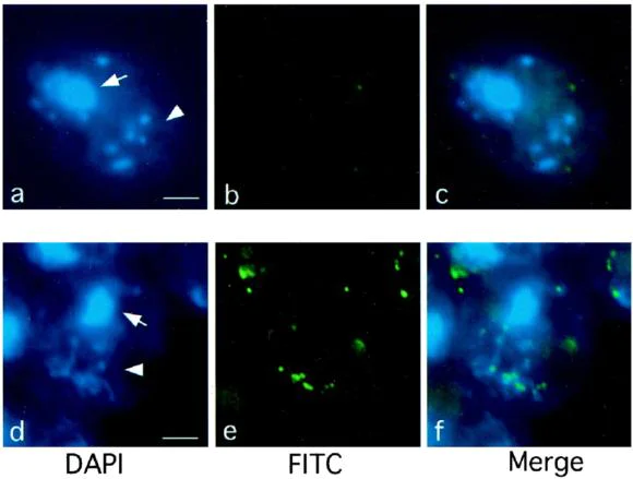 Immunocytochemistry/ Immunofluorescence - Biotin Anti-5-methylcytosine (5-mC) antibody [5MC-CD] - Azide free (AB179914)