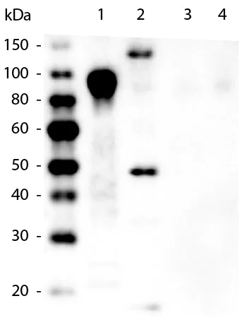 Western blot - Biotin Anti-6X His tag® antibody [33D10.D2] (AB106261)