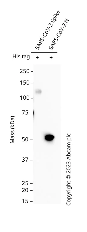 Western blot - Biotin Anti-6X His tag® antibody [EPR20547] - ChIP Grade (AB316173)