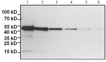Western blot - Biotin Anti-6X His tag® antibody [HIS.H8] (AB173828)