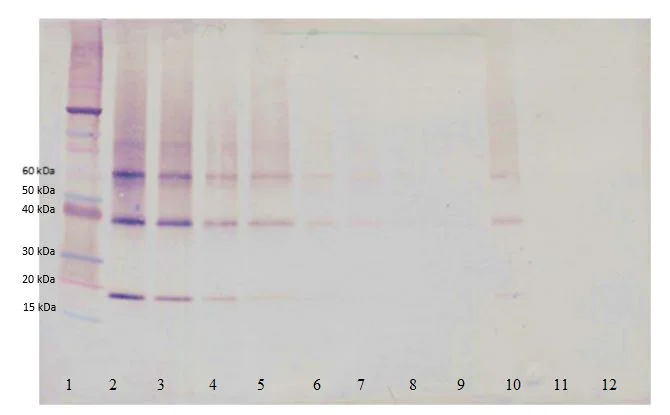 Western blot - Biotin Anti-Adiponectin antibody (AB271224)