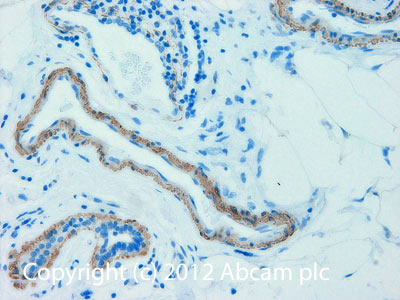 Immunohistochemistry (Formalin/PFA-fixed paraffin-embedded sections) - Biotin Anti-alpha smooth muscle Actin antibody [1A4] (AB125057), expandable thumbnail