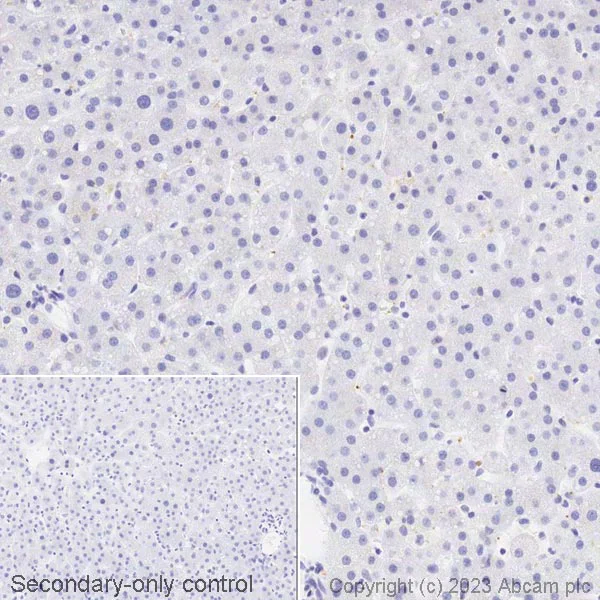 Immunohistochemistry (Formalin/PFA-fixed paraffin-embedded sections) - Biotin Anti-Alpha-synuclein antibody [MJFR1] (AB309388)