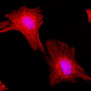 Immunocytochemistry/ Immunofluorescence - Biotin Anti-alpha Tubulin antibody [RM113] - C-terminal (AB222758), expandable thumbnail