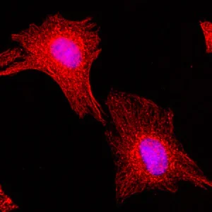 Immunocytochemistry/ Immunofluorescence - Biotin Anti-alpha Tubulin antibody [RM113] - C-terminal - Loading Control (AB222758)