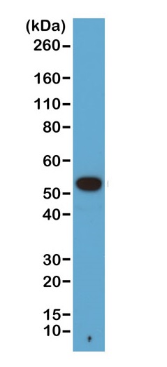Western blot - Biotin Anti-alpha Tubulin antibody [RM113] - C-terminal - Loading Control (AB222758), expandable thumbnail