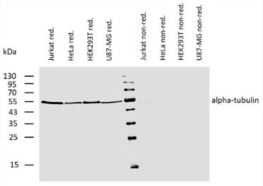 Western blot - Biotin Anti-alpha Tubulin antibody [TU-01] - Loading Control (AB74696), expandable thumbnail