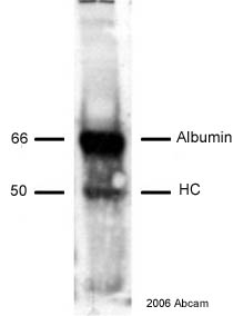Western blot - Anti-Biotin antibody (AB1227), expandable thumbnail