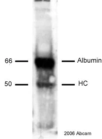 Western blot - Anti-Biotin antibody (AB1227)