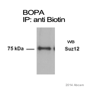 Immunoprecipitation - Anti-Biotin antibody (AB53494)