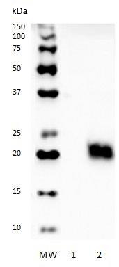 Western blot - Anti-Biotin antibody [B-E24] - BSA and Azide free (AB288529), expandable thumbnail