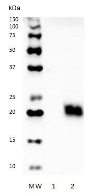 Western blot - Anti-Biotin antibody [B-E24] - BSA and Azide free (AB288529)