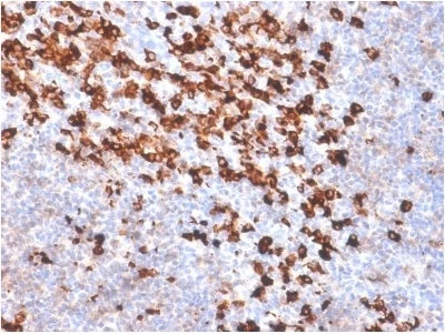 Immunohistochemistry (Formalin/PFA-fixed paraffin-embedded sections) - Anti-Biotin antibody [BTN/2032R] - BSA and Azide free (AB236312)