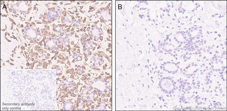 Immunohistochemistry (Formalin/PFA-fixed paraffin-embedded sections) - Anti-Biotin antibody [EPR28239-85] (AB324266)