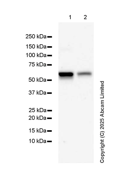 Western blot - Anti-Biotin antibody [EPR28239-85] (AB324266)