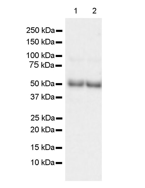 Western blot - Anti-Biotin antibody [Hyb-8] (AB201341)