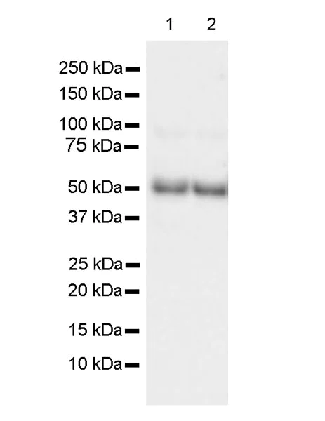Western blot - Anti-Biotin antibody [Hyb-8] (AB201341)