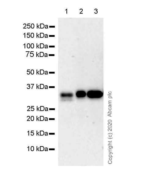 Western blot - Anti-Biotin antibody [Hyb-8] (AB201341)