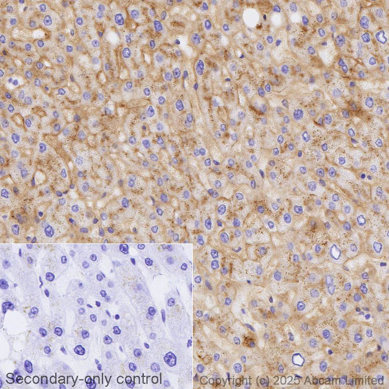 Immunohistochemistry (Formalin/PFA-fixed paraffin-embedded sections) - Biotin Anti-Apolipoprotein E antibody [EP1373Y] (AB323532)