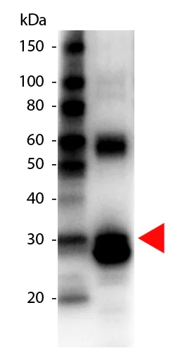 Western blot - Biotin Anti-Asparaginase antibody (AB34616)