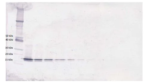 Western blot - Biotin Anti-BAFF antibody (AB271214)