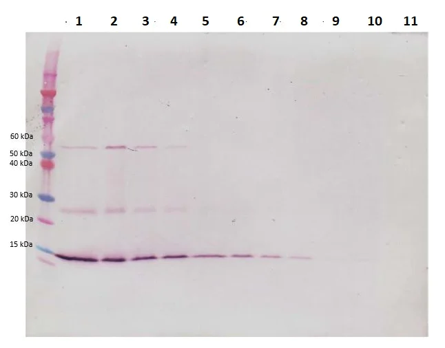 Western blot - Biotin Anti-BDNF antibody (AB245864)