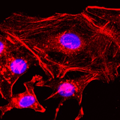 Immunocytochemistry/ Immunofluorescence - Biotin Anti-beta Actin antibody [RM112] - N-terminal (AB222760), expandable thumbnail