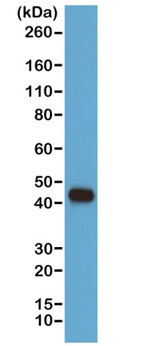 Western blot - Biotin Anti-beta Actin antibody [RM112] - N-terminal (AB222760), expandable thumbnail