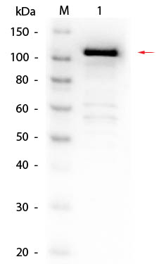 Western blot - Biotin Anti-beta Galactosidase antibody (AB6645)
