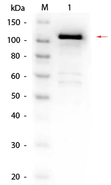 Western blot - Biotin Anti-beta Galactosidase antibody (AB6645)