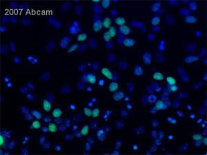 Immunocytochemistry/ Immunofluorescence - Biotin Anti-BrdU antibody (AB2284)