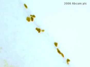 Immunohistochemistry (Formalin/PFA-fixed paraffin-embedded sections) - Biotin Anti-BrdU antibody (AB2284)