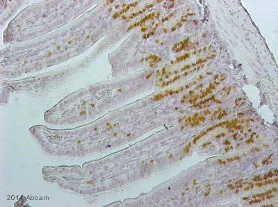 Immunohistochemistry (Formalin/PFA-fixed paraffin-embedded sections) - Biotin Anti-BrdU antibody (AB2284)