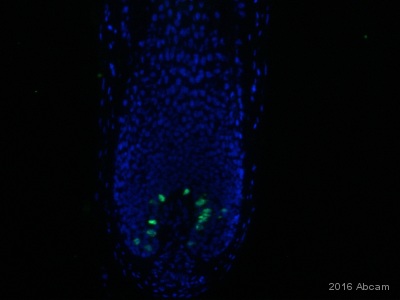 Immunohistochemistry (Frozen sections) - Biotin Anti-BrdU antibody (AB2284)